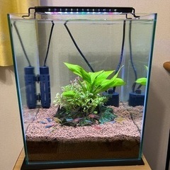 【引取限定】30㎝×36㎝水槽セット