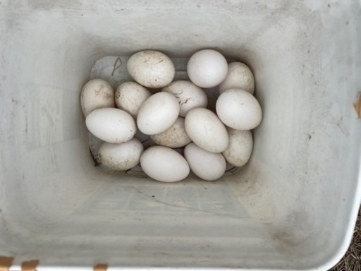 健康なガチョウの卵40個。食用です。