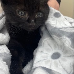 まんまるお顔の黒猫ちゃん、可愛い子ですよー💓