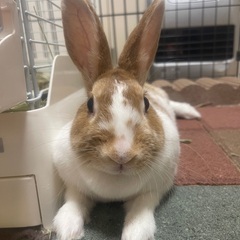 ミニウサギ3歳メス