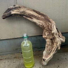 流木　大サイズ