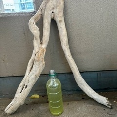 流木　大サイズ