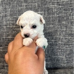 ビションフリーゼの子犬達です