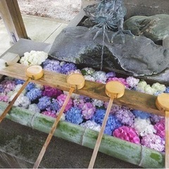 6月11日(火)みのかも健康の森 あじさいイベント(東海平日もカメラ部) - 友達