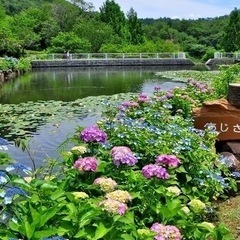 6月11日(火)みのかも健康の森 あじさいイベント(東海平日もカメラ部) - 豊田市