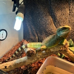 インドシナウォータードラゴン オス アダルトサイズ 爬虫類