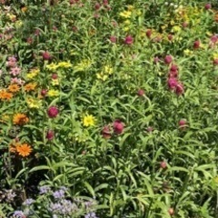 こぼれ種で出た苗　　　お好きなだけの画像