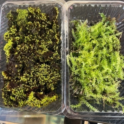 苔 2種