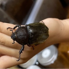 オキナワカブトの画像