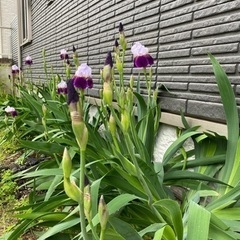 あやめ球根の画像