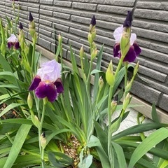 あやめ球根の画像