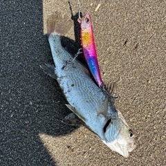 釣り仲間募集！女性、初心者も歓迎します！ - 仙台市