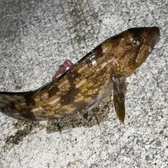 釣り仲間募集！女性、初心者も歓迎します！ - メンバー募集