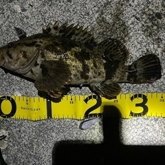 釣り仲間募集！女性、初心者も歓迎します！ − 宮城県