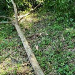 そろそろ冬支度ではないですか❓クヌギの木差し上げ🌳ます大量にありの画像