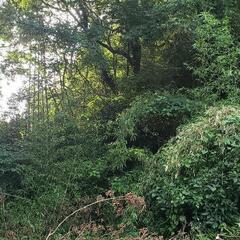 そろそろ冬支度ではないですか❓クヌギの木差し上げ🌳ます大量にあり