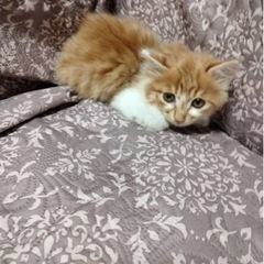 5匹の兄弟姉妹仔猫ちゃん　お気軽に見学にお越しください😊