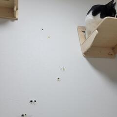 壁の穴　キャットウォークをつけたい