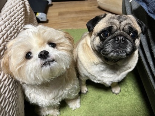 パグ、マルチーズ×シーズーのMIXの2頭 (kazu) 札幌のパグの里親募集