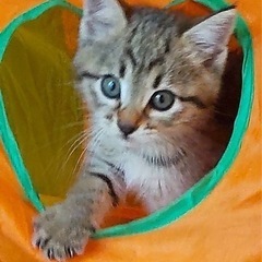 生後1ヶ月半の子猫の里親さん募集しています‼️ゆう男の子