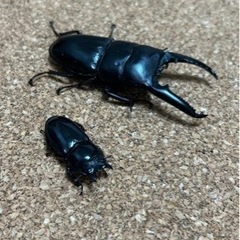 ⑥ツシマヒラタクワガタ　ペア