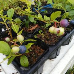 ブルーベリー苗の画像