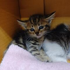 子猫ちゃんを幸せに