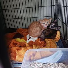きょうだいの子猫ちゃんです