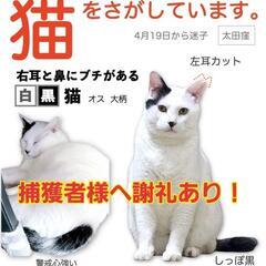 猫を探してます捕獲者へ謝礼あり