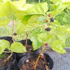 マルベリー(桑)苗の画像