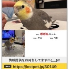 オカメインコ　迷子