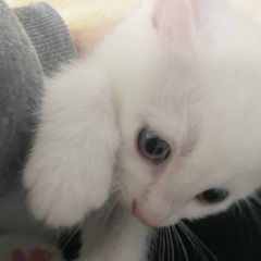 急募　真っ白仔猫　生後4ヶ月の兄妹