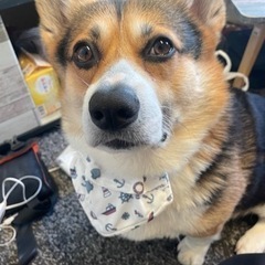 ブラックタンコーギー４歳。 - 犬