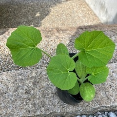 おもちゃかぼちゃ苗