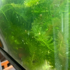 ミナミヌマエビ10匹　or アナカリス10本の画像