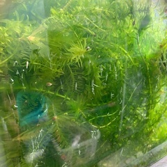 ミナミヌマエビ10匹　or アナカリス10本の画像