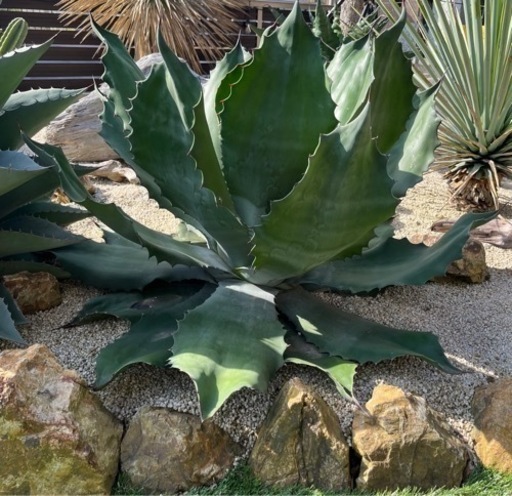 sold out 大株　クレイジーホース