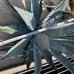 大株 アメリカーナの画像