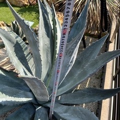 大株 アメリカーナの画像