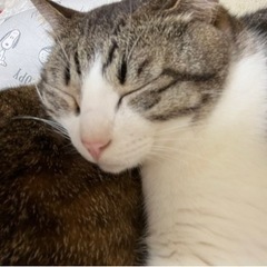グレー系キジ白メス　つくねちゃん