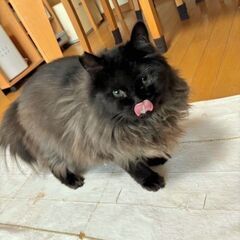 モフモフちゃんを家族にしてください