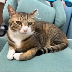 茶系キジ白オス　ねぎま君