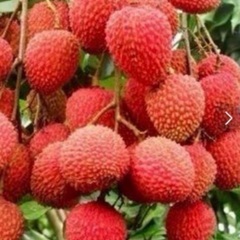 ライチ苗　販売　各サイズ有ります