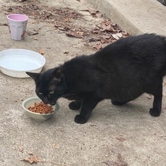 庭に迷い猫