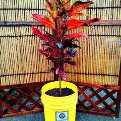 色々な観葉植物の画像