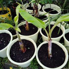 色々な観葉植物の画像