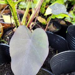 色々な観葉植物の画像