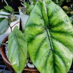 色々な観葉植物の画像