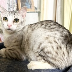 🐈大人しいケンちゃん🐈