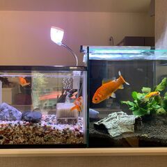 水槽・照明など飼育一式　金魚・メダカ・熱帯魚など